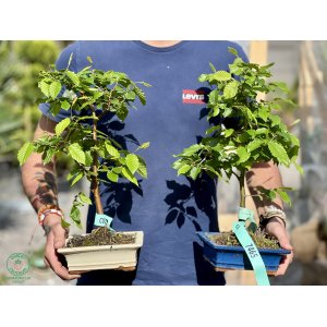 Hrab obyčajný (Carpinus betulus) - výška 35-40 cm, BONSAJ MISA